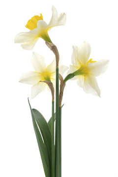 水仙花