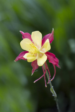 耬斗菜的花