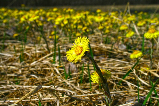 在草地上Coltsfoot；春天