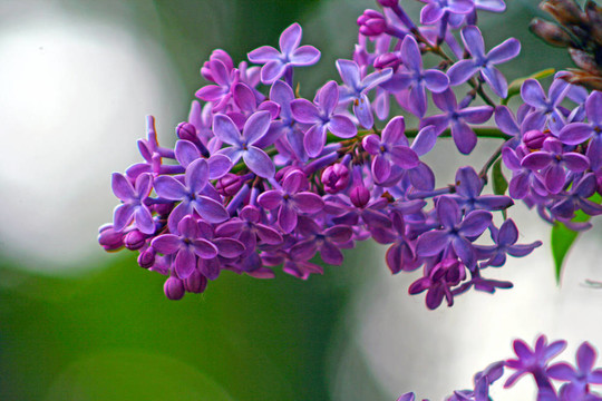 花園里的丁香花；Syringa