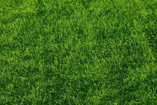 草