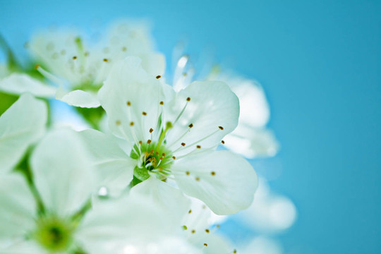 蘋果花