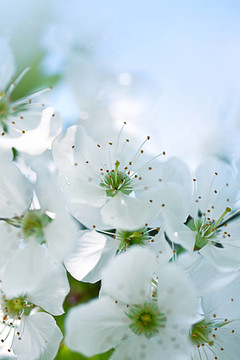 蘋果花