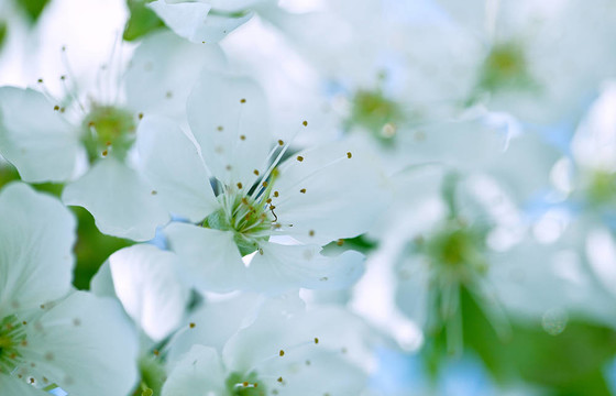 蘋果花
