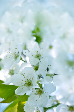 蘋果花