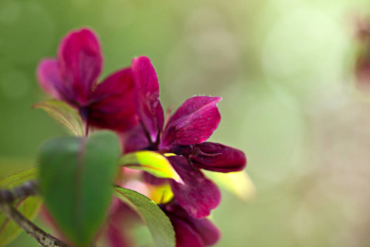 櫻花