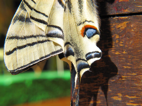 蝴蝶翅膀的細節(jié)Papylus Machaon