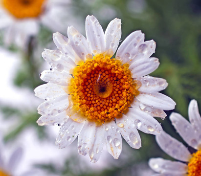 雛菊