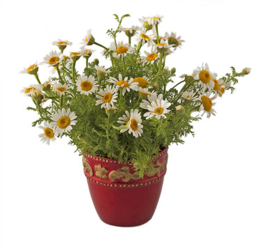 雛菊