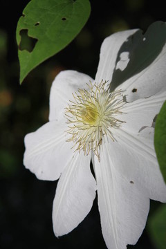 櫻草花