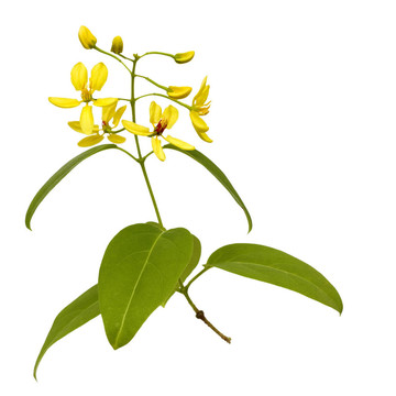 枝黃花分離