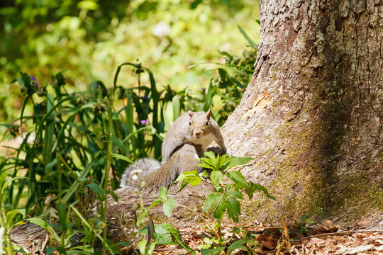Gray Squirrel看樹干看Camera