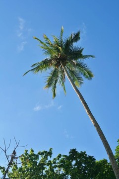 孤獨的palmlone棕櫚