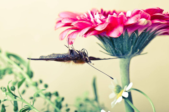 歐洲孔雀和Gerbera