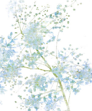 白色的花
