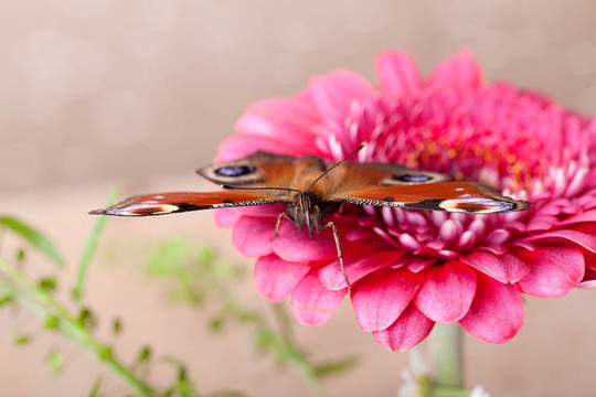歐洲孔雀和Gerbera