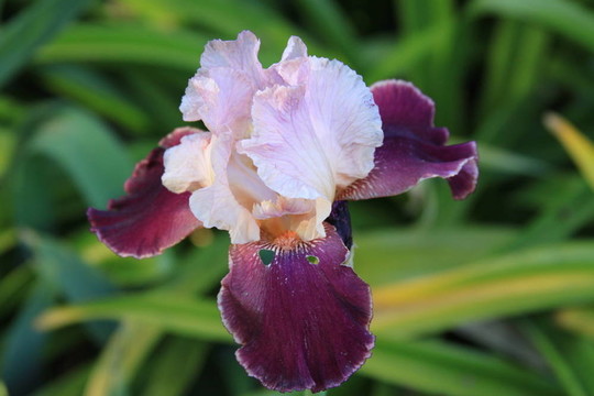 鳶尾花