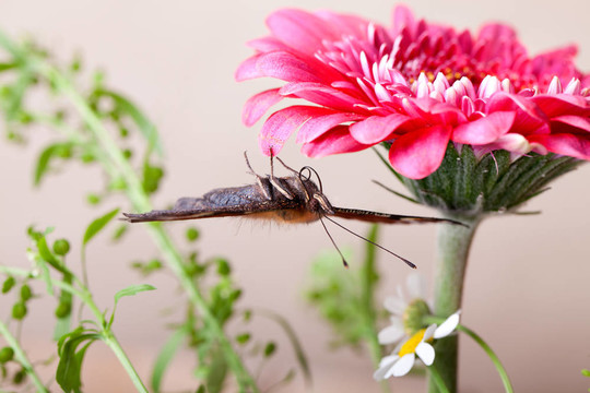 歐洲孔雀和Gerbera