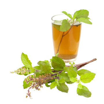 圣羅勒羅勒茶阿育吠陀補救