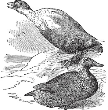 Eider國王或Somateria spectabilis；復古雕刻