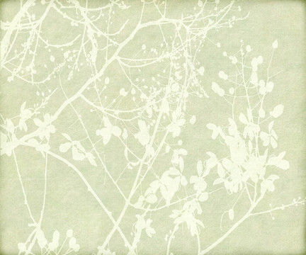 開花與Tangled Branch