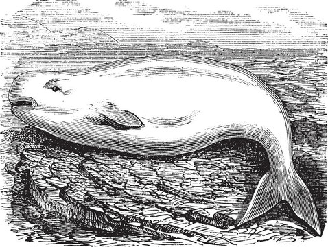 白鯨和白鯨或Delphinapterus leucas；復(fù)古雕刻