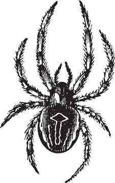普通圓網(wǎng)蜘蛛或普通圓蛛或Araneus sp.；復(fù)古雕刻