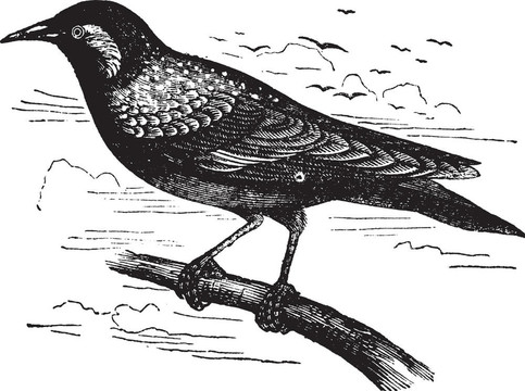 常見(jiàn)的八哥、歐椋鳥Sturnus vulgaris復(fù)古雕刻或；