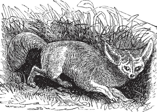 蝙蝠耳Fox或大耳狐；復(fù)古雕刻