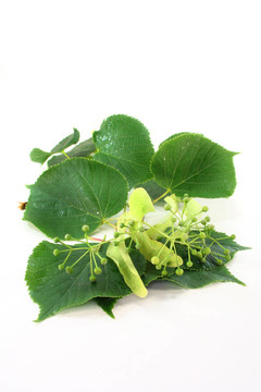 菩提樹花
