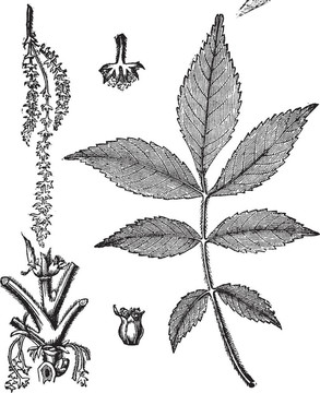葉；基地；莖和花的山核桃復(fù)古雕刻