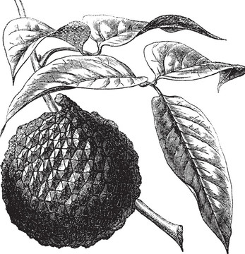 荔枝荔枝復(fù)古雕刻