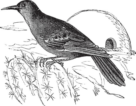 Rufous Hornero或Furnarius rufus；復(fù)古雕刻