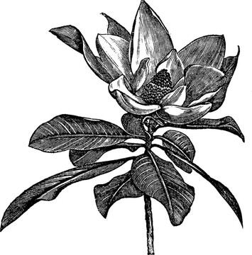 廣玉蘭或馬格諾利亞花復古雕刻