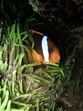尼莫魚在大堡礁