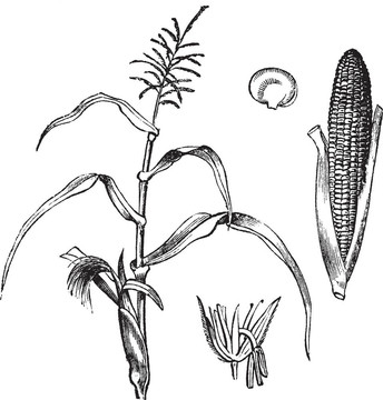玉米；玉米或Zea mays；復(fù)古雕刻。