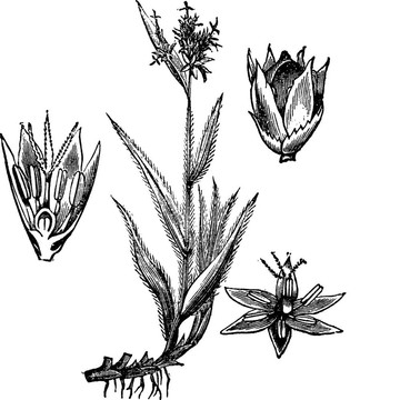 場(chǎng)木沖或多花地楊梅復(fù)古雕刻