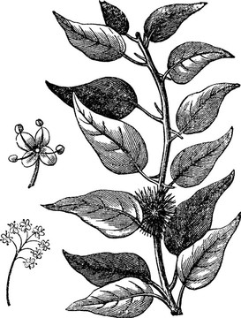 Osage橙或Maclura pomifera復(fù)古雕刻