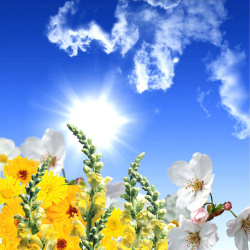 充滿鮮花的草地