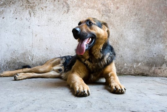 狗