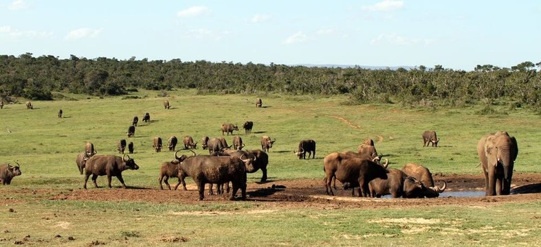 buffalobuff