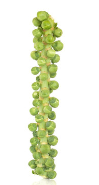 莖上的芽