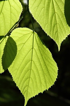 椴樹（林登）