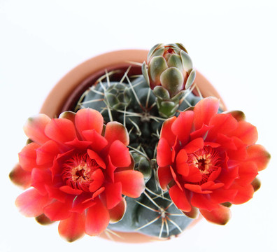 仙人掌植物開花