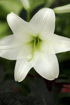復活節(jié)百合花盛開