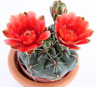 仙人掌植物開花