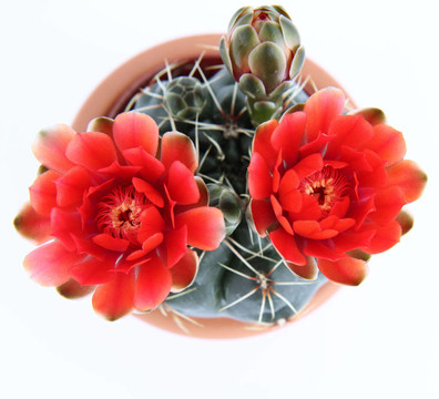 仙人掌植物開花