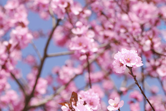 梅花