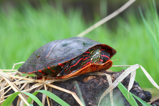 錦龜（Chrysemys picta）