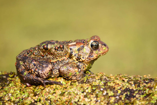 美國蟾蜍（Bufo americanus）